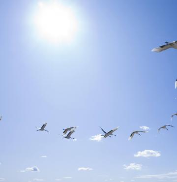 © istockphoto.com Vögel in Österreich