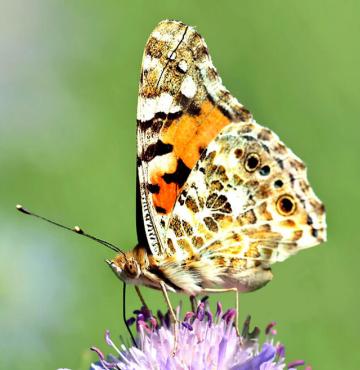 distelfalter_pixabay © (c) pixabay.com Schmetterling Distelfalter