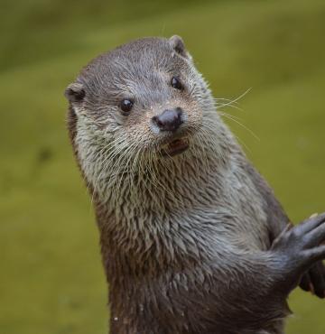 Fischotter © Claudia Peters/ Wikimedia Commons (CC0) Fischotter
