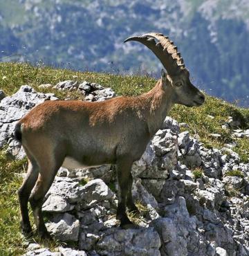 Steinbock © Pixabay Steinbock