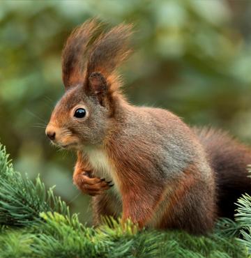 Eichhörnchen © Pixabay Eichhörnchen