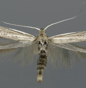 Coleophora linosyris © Peter Buchner Coleophora linosyris