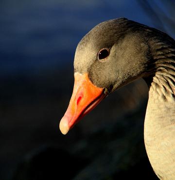 Graugans, Portrait-Ausschnitt, Gänsekopf vor dunkelblauem Wasser im Hintergrund