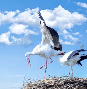Weißstorch © pixabay Weißstorchpaar auf ihrem Nest