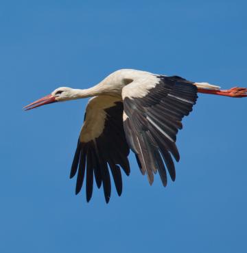 Weißstorch im Flug