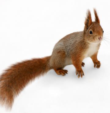 Eurasisches Eichhörnchen © nelik / www.shutterstock.com Eurasisches Eichhörnchen
