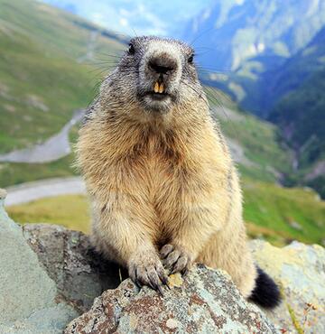 Murmeltier in den Alpen