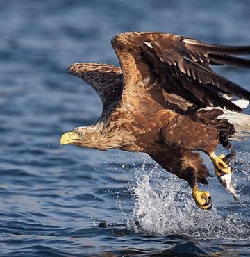 K-Seeadler-C-Peltomäki.jpg © Peltomäki K Seeadler