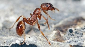 Myrmica rubra, eine Ameisenart, rot vor hellgrauem felsigen Untergrund