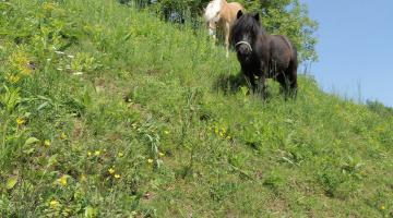 Ponys auf der Wiese