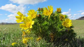 Das für Menschen giftige Adonisröschen lockt mit seinen leuchtend gelben Blüten Wildbienen.