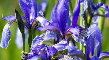 Blüten der Sibirischen Schwertlilie