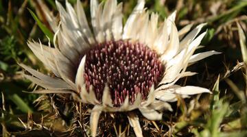 Die leuchtend silbrigweißen Blütenhüllblätter gaben der Silberdistel ihren Namen.