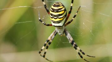 Die Wespenspinne ist durch ihren wespenartig gestreiften Hinterleib unverkennbar.