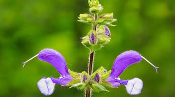 Der Wiesen-Salbei hat ein ausgeklügeltes System für die Bestäubung durch Bienen entwickelt.