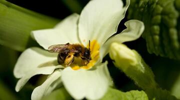 Vielfältige Wildbienenarten sind entscheidend für die Bestäubung unzähliger Blütenpflanzen. © shutterstock/Sue Robinson Vielfältige Wildbienenarten sind entscheidend für die Bestäubung unzähliger Blütenpflanzen.