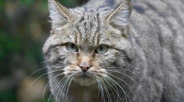 Wildkatze