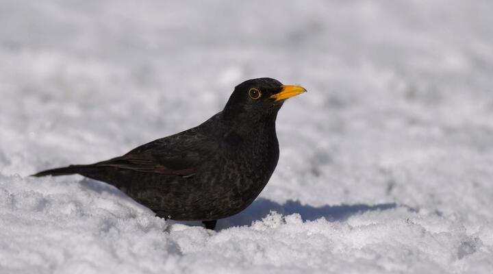 Amsel c BirdLife © Amsel c BirdLife Amsel c BirdLife
