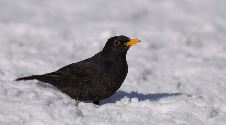 Amsel c BirdLife