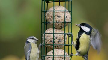 c BirdLife NBlake rspb.com