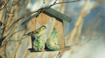 Erlenzeisig c BirdLife © Erlenzeisig c BirdLife Erlenzeisig (c) BirdLife