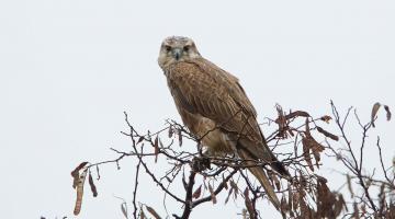 Sakerfalke BirdLife (c) Otto Samwald