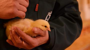 pp-huhn niebuhr c maria schoiswohl © c Maria Schoiswohl