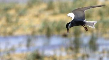 Weissbart Seeschwalbe / Nationalpark Neusiedler See
