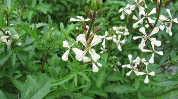 Rucola, blühend
