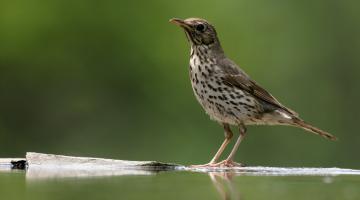 Turdus philomelos © Mikelane45/istockfoto.com Singdrossel am Wasser