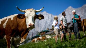 Kuh auf der Alm