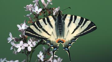 © Peter Buchner Segelfalter beim Blütenbesuch auf Flieder