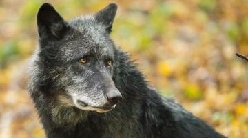 schwarzer Wolf_WSC