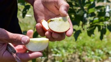 apfel_aufgeschnitten_c_REWE International AG © c REWE International AG
