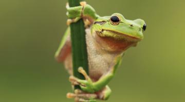 Laubfrosch auf einem Grashalm