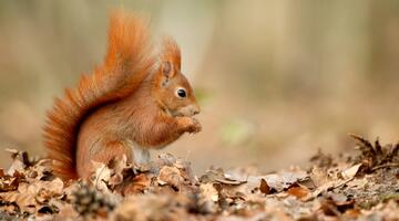 Eurasian red squirrel