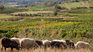 Landwirtschaft