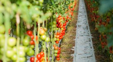 Tomatenpflanzen