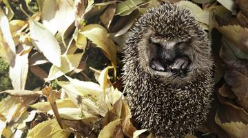 Winterschlaf_Igel © Lorenzo104/Istock.com Igel