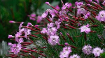 Zierliche Federnelke