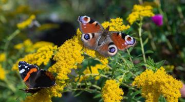 Heimische Schmetterlinge, Tagplauenauge und Admiral beim Blütenbesuch auf Goldrute