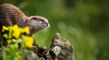 Schutzgebiete Klimawandel