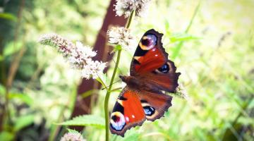 Heimische Schmetterlinge: Tagpfauenauge