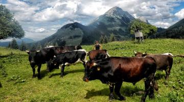 Bergwaldprojekt - Glueckliche Rinder am Thurnergut
