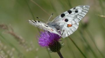 schmetterline-apollofalter_pixabay © (c) Pixabay Schmetterling Apollofalter