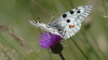 Schmetterling Apollofalter