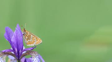 Schmetterlinge - Goldener Scheckenfalter