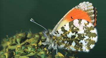 Schmetterlinge im Fruehling - der Aurorafalter