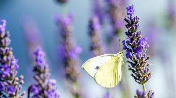 Kohlweißling auf Lavendel