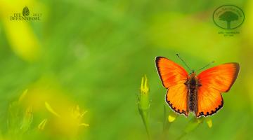 Schmetterling, orange, vor grünem Hintergrund